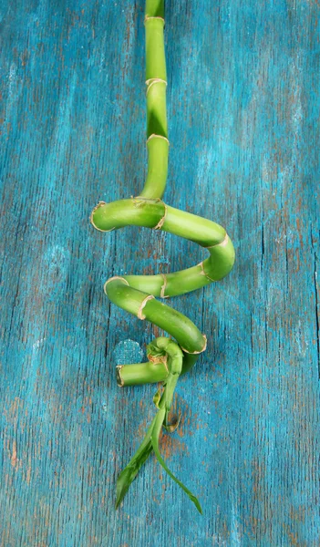 Beautiful green bamboo on blue wooden table — Stock Photo, Image