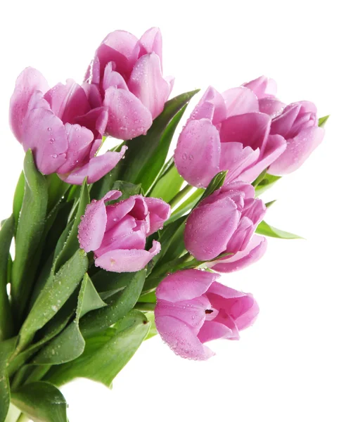Hermoso ramo de tulipanes morados, aislado en blanco —  Fotos de Stock