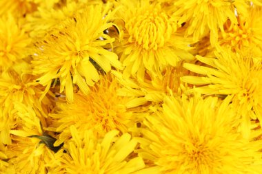 karahindiba çiçek yakın çekim