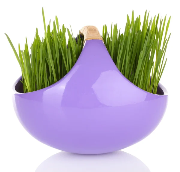Green grass in decorative pot isolated on white — Stock Photo, Image