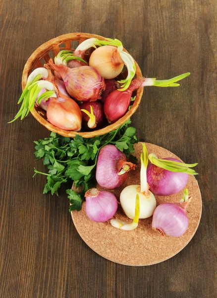 Cipolle germoglianti a bordo e in cesto su tavolo di legno — Foto Stock