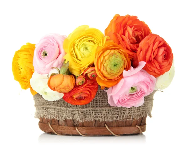 Ranunculus (persian buttercups) in basket, isolated on white — Stock Photo, Image