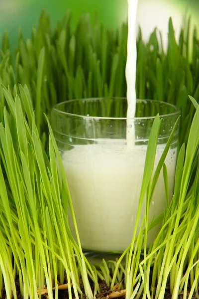 Наливаємо молоко в склянку, що стоїть на траві крупним планом — стокове фото