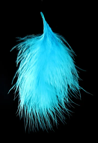 Beautiful decorative feather on black background — Stock Photo, Image