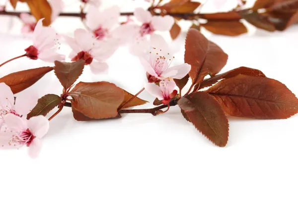 Beautiful cherry blossom isolated on white — Stock Photo, Image