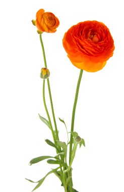 Ranunculus (persian buttercups), isolated on white clipart