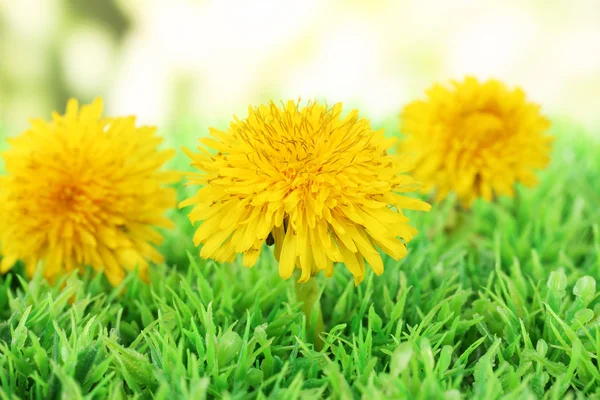 明るい背景に草の上にタンポポの花 — ストック写真