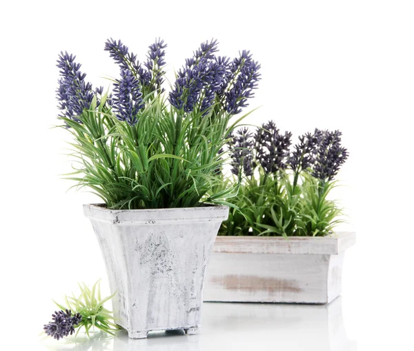 Hermosa lavanda en macetas de madera aisladas en blanco — Foto de Stock