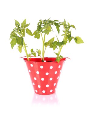 genç bitki üzerinde beyaz izole kova