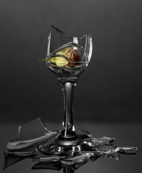 灰色の背景にドライフラワーで壊れたワイングラス — ストック写真