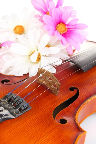 Violino clássico com flores de perto — Fotografia de Stock