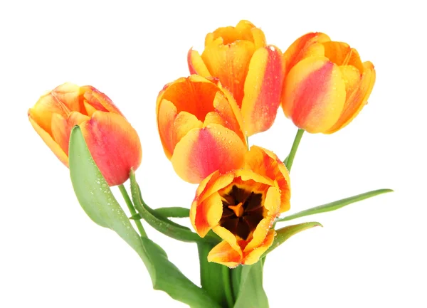 Lindas tulipas laranja isoladas em branco — Fotografia de Stock
