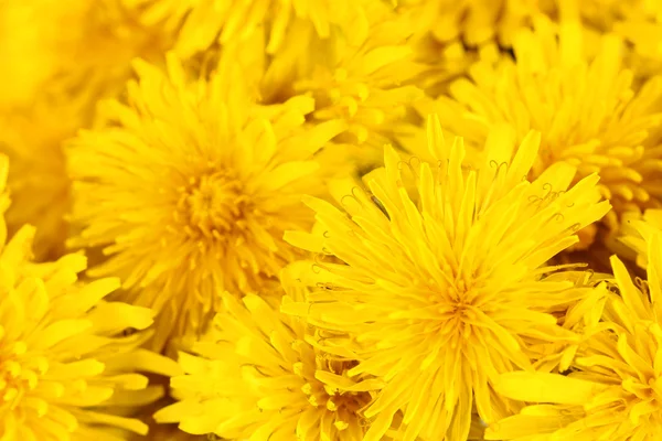 Flores de dente de leão close-up — Fotografia de Stock