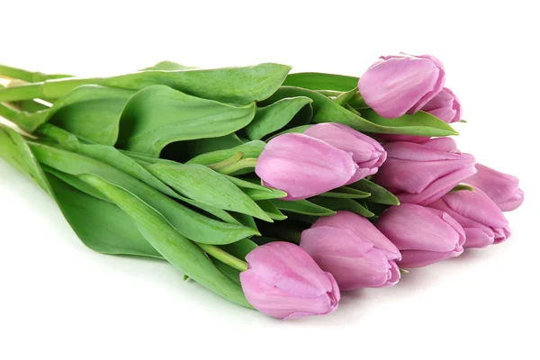 Piękny bukiet tulipanów fioletowy, na białym tle — Zdjęcie stockowe
