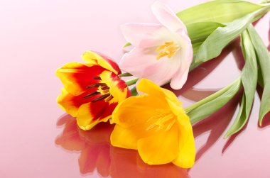 demet pembe bir arka plan üzerinde güzel laleler