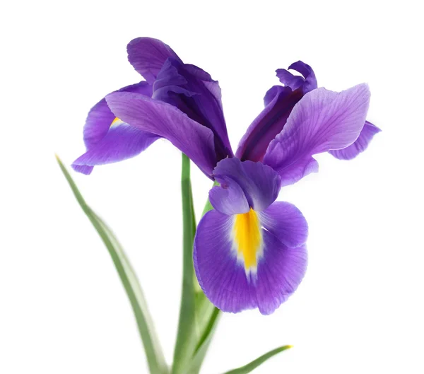 Flor de iris púrpura, aislada en blanco — Foto de Stock