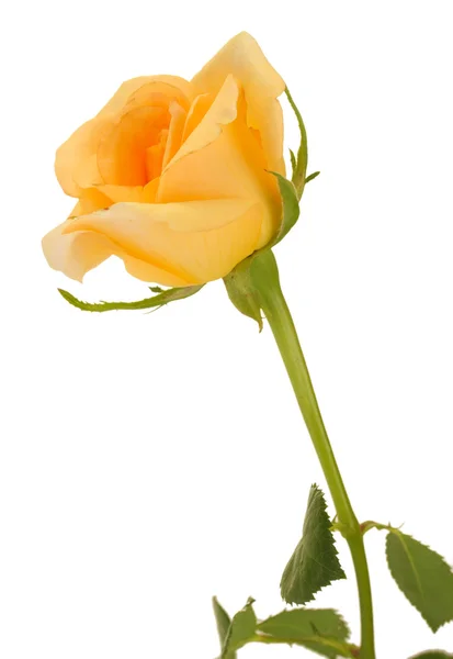 Hermosa rosa aislada en blanco — Foto de Stock