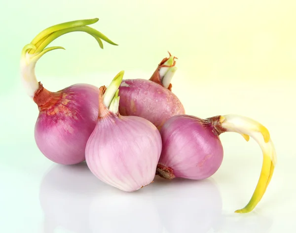 Sprouting onions isolated on white — Stock Photo, Image