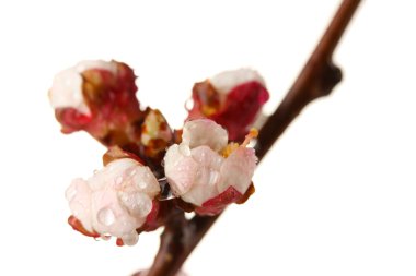 damla, üzerinde beyaz izole güzel kayısı çiçeği