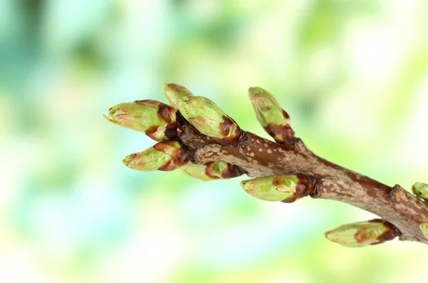 Blommande knoppar på träd på ljus bakgrund — Stockfoto