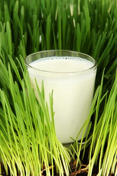 Glas mjölk stående på gräs på nära håll — Stockfoto