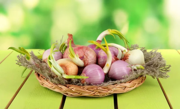 Sprouting onions in basket on nature background — Stock Photo, Image