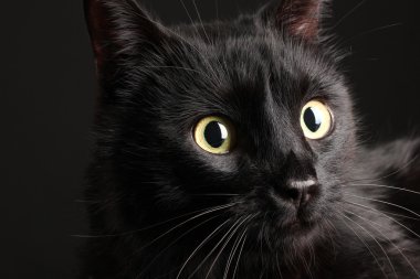 siyah arka plan üzerine siyah kedi