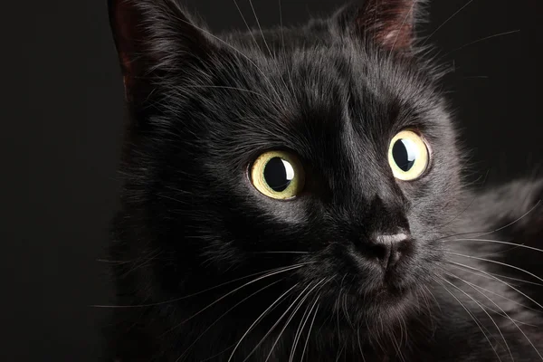 Black cat on black background — Stock Photo, Image