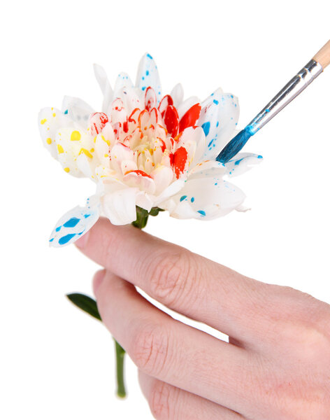 Female hands holding white flower and paint it with colors, isolated on white