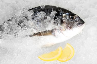 Dorado balığı buz üstünde
