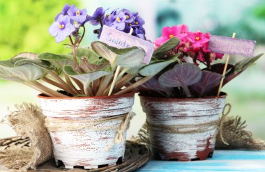 doğal zemin üzerine parlak saintpaulias