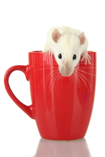 Lustige kleine Ratte im Becher, isoliert auf weiß — Stockfoto