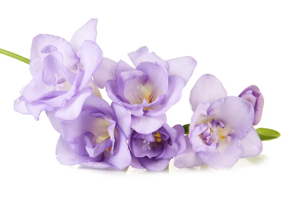 Mooie freesia, geïsoleerd op wit — Stockfoto