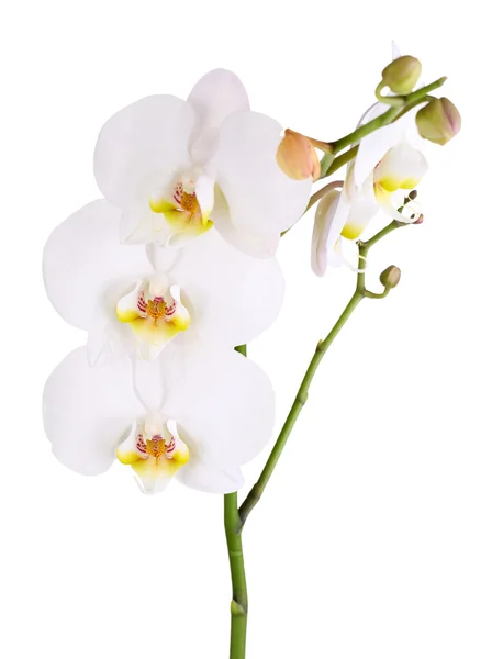 Gentile bella orchidea isolata su bianco — Foto Stock