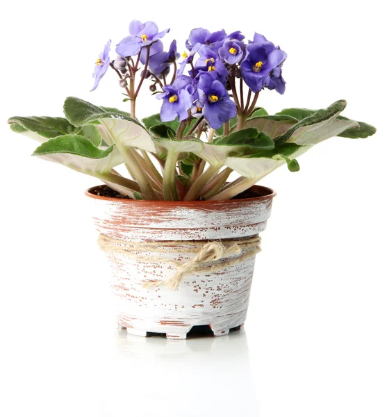 Ljusa saintpaulia i blomkruka, isolerad på vit — Stockfoto