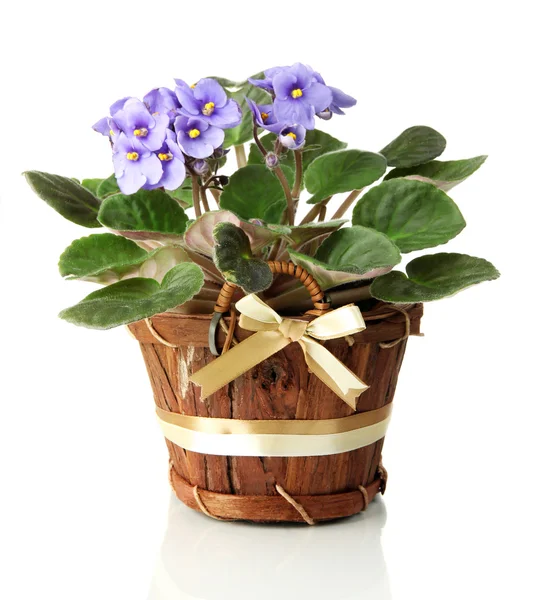 Heldere saintpaulia in houten bloempot, geïsoleerd op wit — Stockfoto