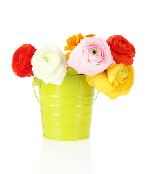 Ranunculus (persian buttercups) in pail, isolated on white — Stock Photo, Image