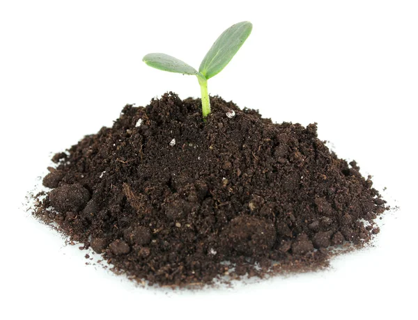 Green seedling growing from soil isolated on white — Stock Photo, Image