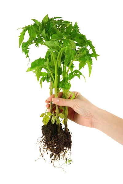 Junge Pflanze in der Hand isoliert auf weiß — Stockfoto