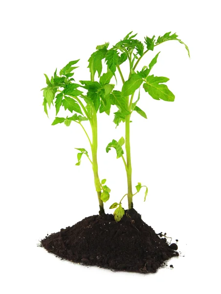 Jeune plante dans le sol isolé sur blanc — Photo