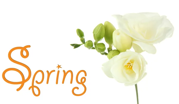 Schöne Freesia-Blume, isoliert an Pfingsten — Stockfoto