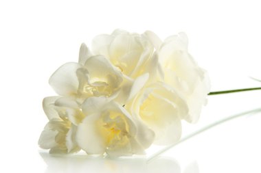 güzel Frezya, üzerinde beyaz izole