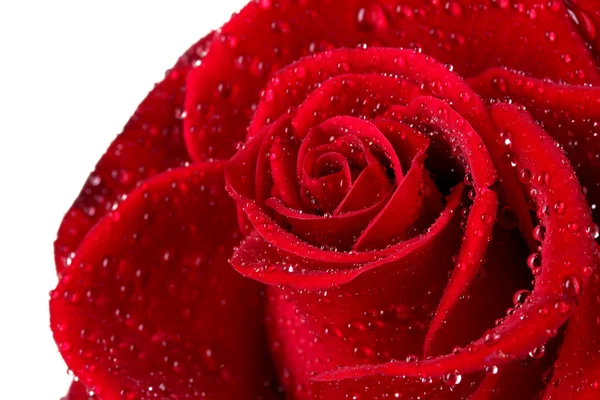 Beautiful red rose isolated on white — Stock Photo, Image