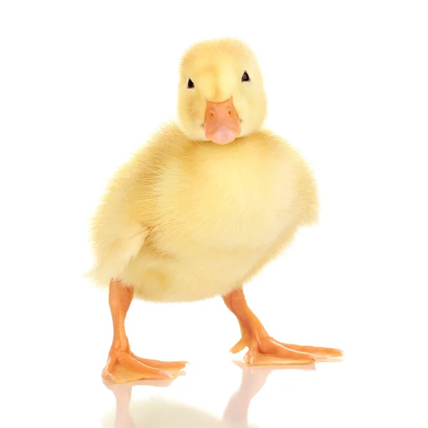 Duckling isolated on white — Stock Photo, Image