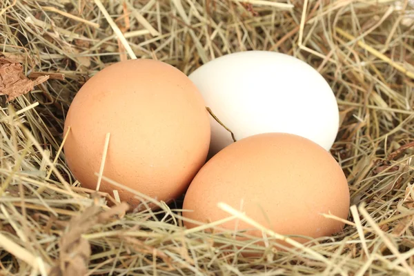 Hnědé a bílé vejce v hnízdě seno detail — Stock fotografie