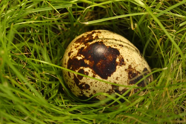 Quail egg in the grass close-up — Stock Photo, Image