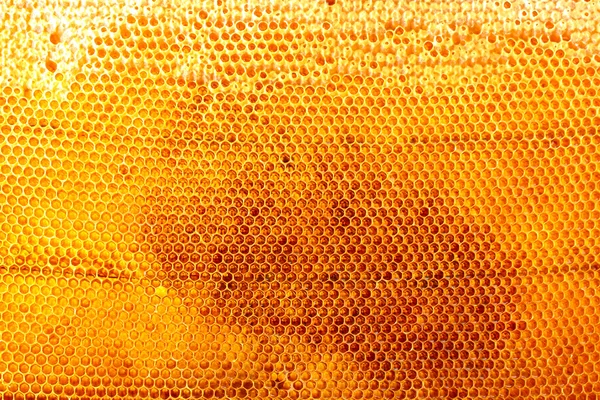 Yellow beautiful honeycomb with honey, background — Stock Photo, Image