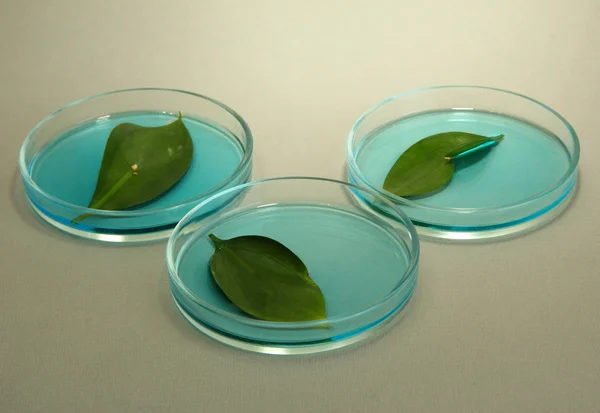 Genetically modified leaves tested in petri dish, on grey background — Stock Photo, Image