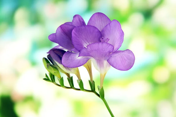 Purple freesia flower, on green background — Stock Photo, Image