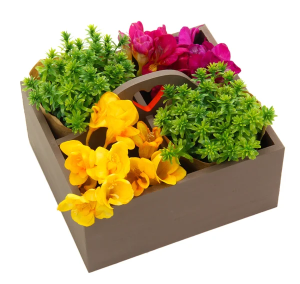 Piękne kwiaty ułożone w drewniane pudełko na białym tle — Zdjęcie stockowe